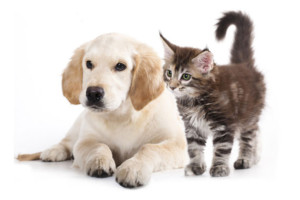 Vetprotect