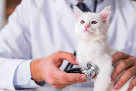 Resultado de imagen de gato veterinario