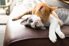 Resultado de imagen de relacion gatos