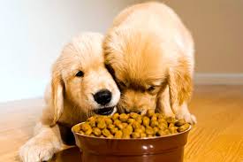 Resultado de imagen de alimentacion perros